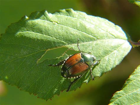 japanese beetle how to control its destructive power networx