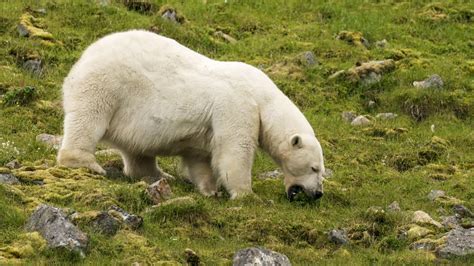 fascinating pictures show  polar bear eating  greens national news richmondcom