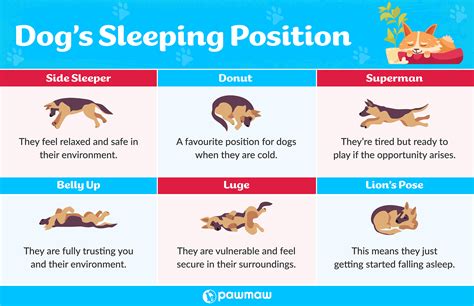 thought dogs sleeping positions