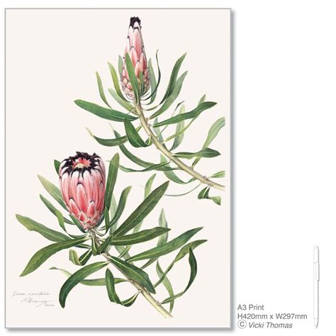 vicki thomas prints botanical art botanical art botanical