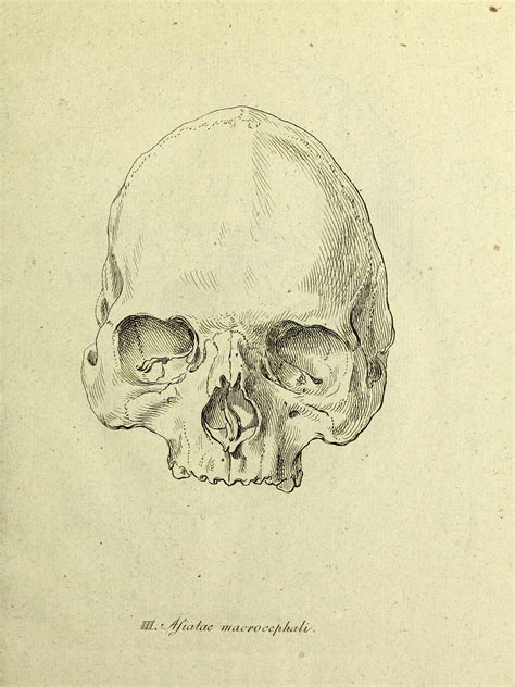 decas collectionis suae craniorum diversarum gentium illustrata blumenbach johann friedrich