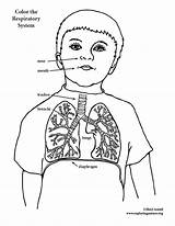 Respiratory System Coloring Pages Drawing Elementary Deposition Getdrawings Anatomy Template sketch template