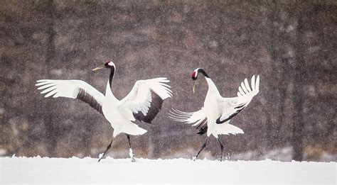 red crowned crane imageneed  helpopinion arthur morrisbirds  art