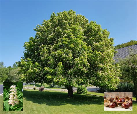 grow  buckeye tree