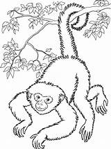 Swinging Coloring Monkey Printable Pages Getcolorings sketch template