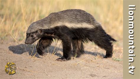 Spotted Hyena Vs Honey Badger Match Up Raw And Real Cita