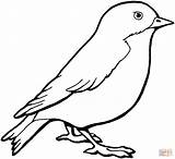 Canary Coloring Pages Bird Printable Getcolorings Birds Print Color sketch template