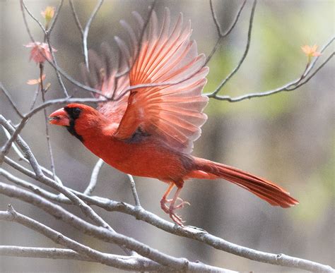 northern cardinal strikes  holiday pose flying lessons