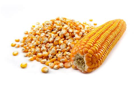 maize exporters  india nk agro