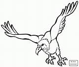 Buzzard Drawing Getdrawings Vultures sketch template
