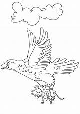 Prey Eagle Bird sketch template