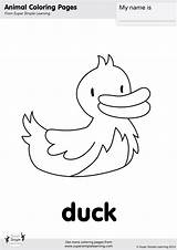 Coloring Duck Super Simple sketch template
