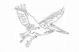 Pelican Louisiana sketch template