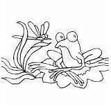 Lily Pad Coloring Frog Blooming Drawing Water sketch template