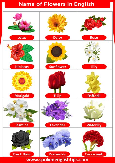 types  flowers  names chart