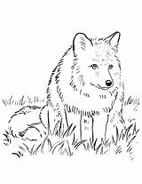 Coloring Pages Wolf Printable Snowmobile Realistic Fox Arctic Adult Getcolorings Color Getdrawings Colorings sketch template