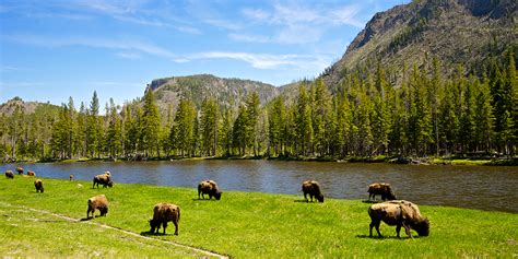 best yellowstone national park rail vacations