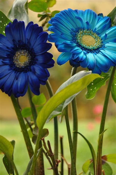 The 20 Most Beautiful Flowers In The World