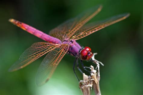 dragonflies dragonflies photo  fanpop