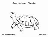 Tortoise Desert Coloringnature sketch template