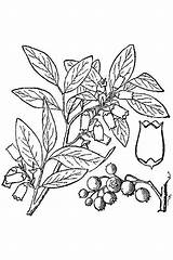 Colorare Disegni Vaccinium Corymbosum Mirtillo Highbush sketch template