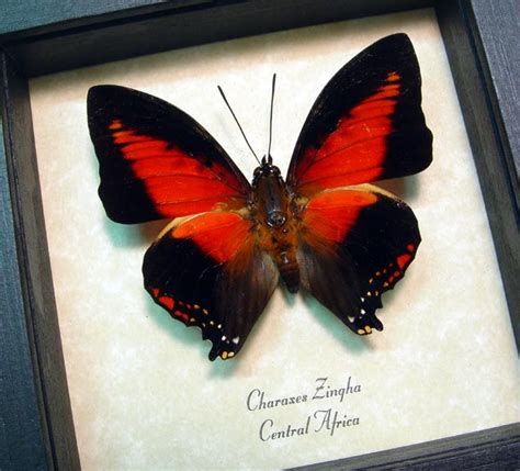 charaxes zingha male shining red charaxes real framed butterfly set