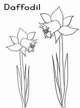 Daffodil Daffodils Crocuses Colorings Getcolorings Doghousemusic Crafts sketch template