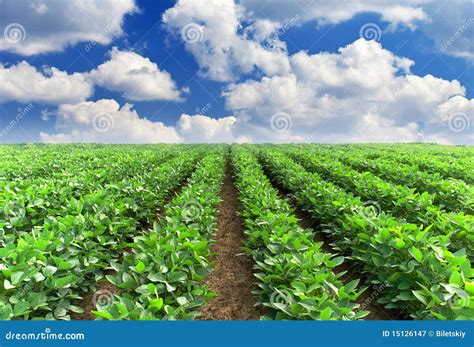 field   stock image image  agriculture dirt
