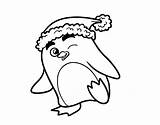 Christmas Penguin Hat Coloring Colorear Coloringcrew sketch template