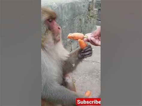 hungry monkeys eat carrot jaishreeram animals lover shorts youtube