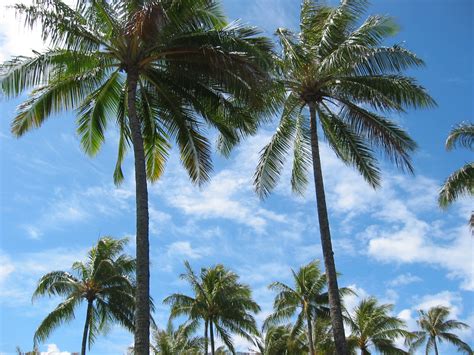 hawaii pictures  stock