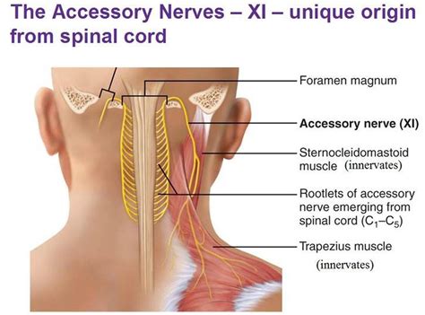 pictures  accessory nerve healthiack