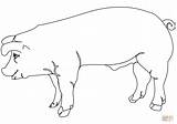 Pig Outline Coloring Clipart Clip Pages Outlines Drawing Pork Mammal Farm Animal Large Tail Clker Cliparts Piggy Clipground Pixabay Livestock sketch template