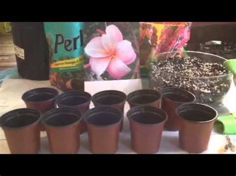 growing plumeria seeds indoors youtube