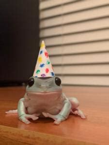 happy frog day     stinker   dressed    special day