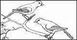 Bird Coloring Pages sketch template