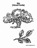 Tree Elm Leaves Leaf Coloring Pages sketch template