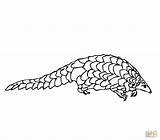 Pangolin Coloring Manis Pages Drawing Printable 5kb 1500 sketch template