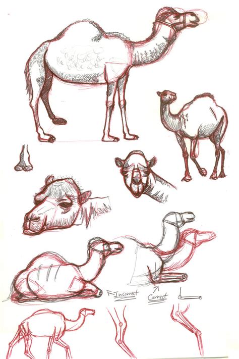 camel sketches  astrocity  deviantart