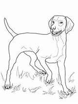 Vizsla Coloring Pages Dog Printable Dogs Drawing Coonhound Redbone Coon Sheets Color Supercoloring Version Click Crafts Puppy Kids Super Colouring sketch template