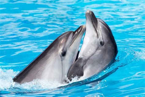 reasons  dolphins    sea creatures mystart
