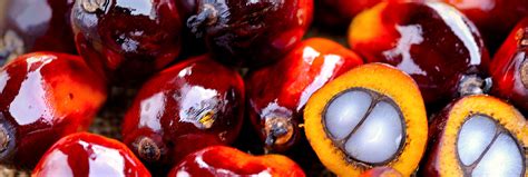 was ist palmöl und warum wir darauf verzichten maxinutrition