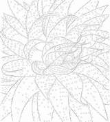 Konturn Cactus Spines Contour Malbuch Dornen Kaktus Wildflowers sketch template