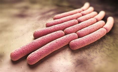 What You Need To Know About Shigella