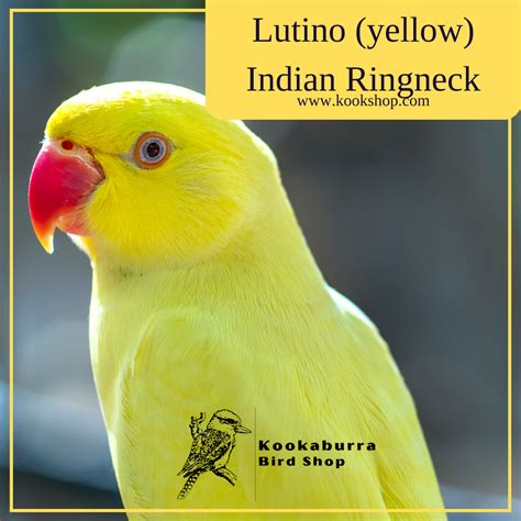 lutino yellow indian ringnecked parrot