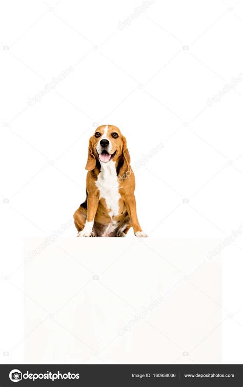 dog  empty blank stock photo  allaserebrina