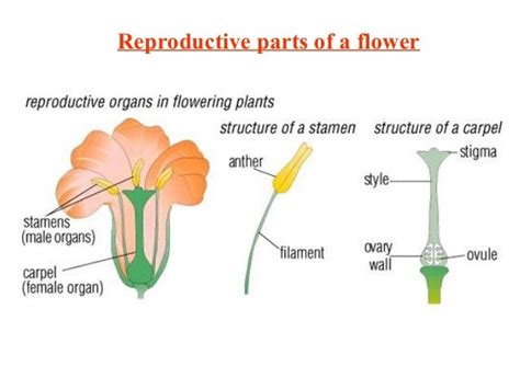 Male And Female Flower Parts Diagram Flower With Its Sexual