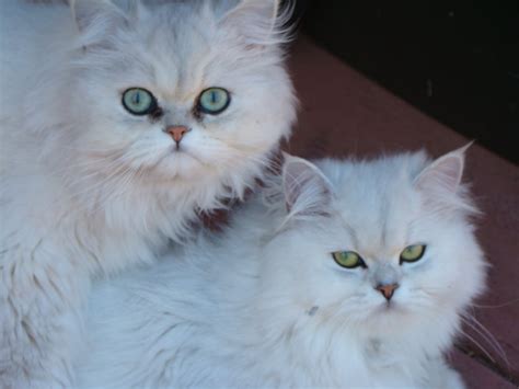 teacup persian cats  sale biological science picture directory pulpbitsnet