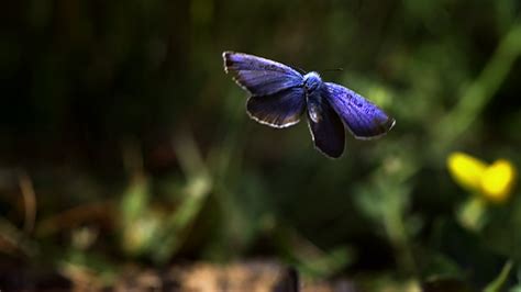 video wie fliegen schmetterlinge frage trifft antwort