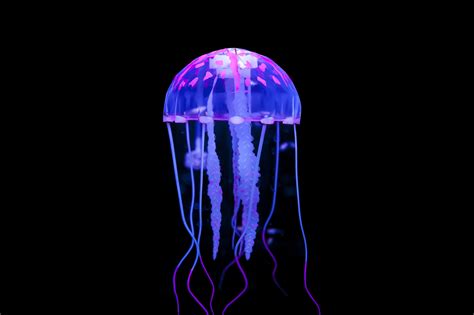 beautiful  electrifying jellyfish  earth awesome ocean